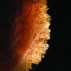 Odie's Wax, 9 Oz. -Carpentry Shop 48962 05 1000